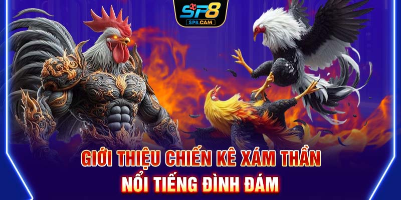 Giới thiệu Chiến kê xám thần nổi tiếng đình đám